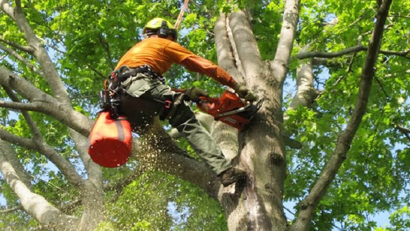 Top 5 Emergency Tree Removal Services in Williamson and Davidson County, TN